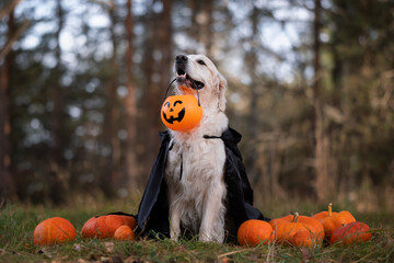 A dog in a witch costume with pumpkins for Halloween. A golden retriever is sitting in an autumn park, holding a festive bucket of pumpkin-shaped sweets in his mouth.