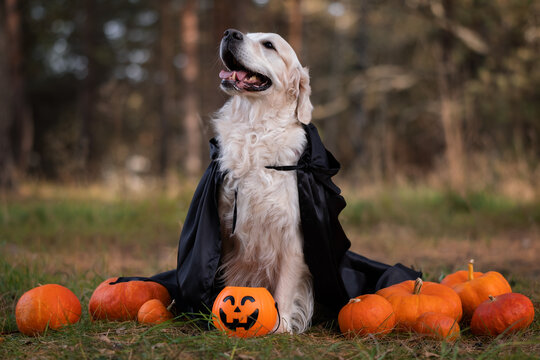 A dog in a witch costume with pumpkins for Halloween. A golden retriever is sitting in an autumn park, holding a festive bucket of pumpkin-shaped sweets in his mouth.