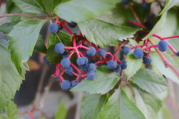 Close up of Virginia creeper leaves with ripe berries.