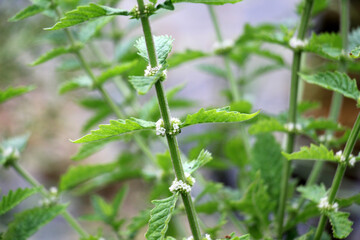 Lycopus europaeus grows on the shore of the reservoir