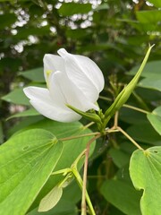 Blooming Bauhinia Acuminata with Delicate White Petals