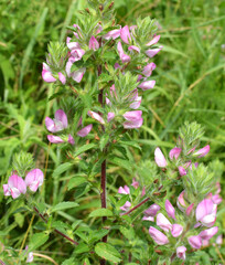 In nature, ononis spinosa grows among grasses