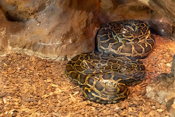 Massive Burmese python with beautiful patterns rests coiled on a bed of wood chips in a zoo terrarium. Concept of exotic wildlife, reptiles in captivity, and the world of herpetology.