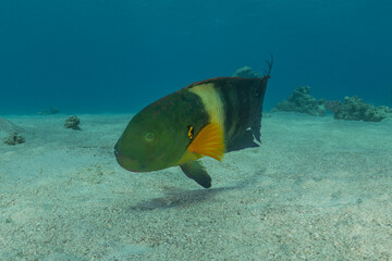 Fish swimming in the Red Sea, colorful fish, Eilat, Israel
