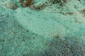 Fish swimming in the Red Sea, colorful fish, Eilat, Israel
