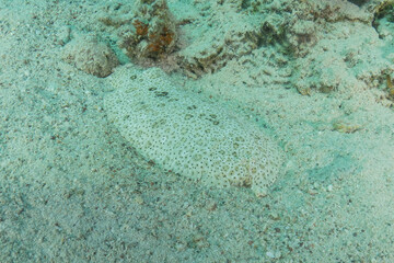 Fish swimming in the Red Sea, colorful fish, Eilat, Israel

