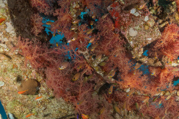 Coral reef and water plants in the Red Sea, Eilat Israel
