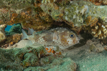 Fish swimming in the Red Sea, colorful fish, Eilat, Israel
