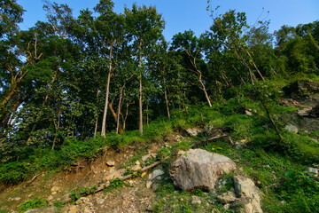 Canopy of tall trees, Karri trees, Eucalyptus diversicolor, with clear blue sky in the background, Sikkim, India.