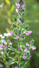 Obraz premium In nature, Ononis arvensis blooms in the meadow