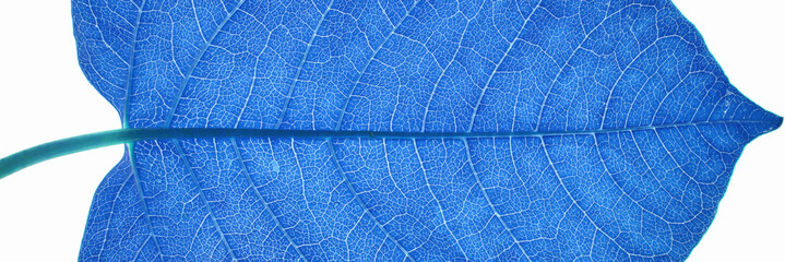 Close-up of blue leaf veins against white background highlighting natural pattern. © elenavolf