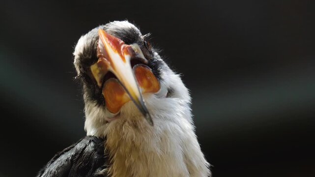 Close up view of a male Toko bird Von der Deckens sitting on a tree looking around on a cloudy day