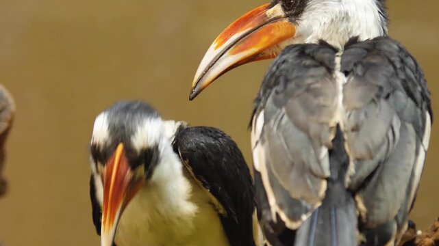 Close up view of a male Toko bird Von der Deckens sitting on a tree looking around on a cloudy day