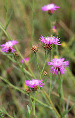 Cornflower Centaurea jacea blooms in a meadow among grasses