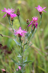 Cornflower Centaurea jacea blooms in a meadow among grasses