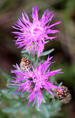 Cornflower Centaurea jacea blooms in a meadow among grasses