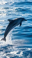 Obraz premium A magnificent dolphin gracefully leaps from the deep blue ocean, showcasing its powerful form against the vibrant backdrop of sparkling waves.