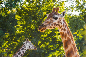 Two giraffes standing in sunlight against a background of lush green trees, with one giraffe in sharp focus and the other blurred behind.
