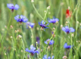 Blue cornflower (Centaurea cyanus) blooms in the field