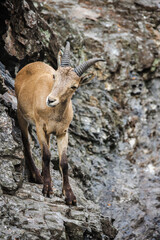 Wild ibex standing on a steep rocky cliff, gracefully balancing on narrow ledges in its natural mountain habitat.