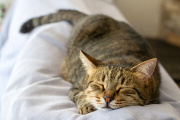 Cute tabby cat sleeping. Pet animal.