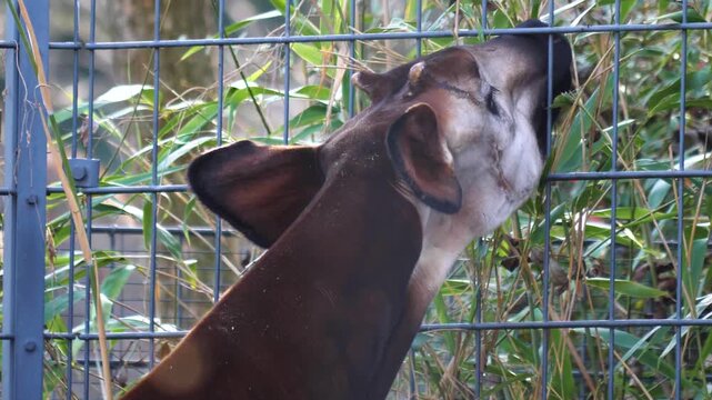 Close up view of an hungry okapi head picking weeds from the ground along a fence on a cloudy autumn day