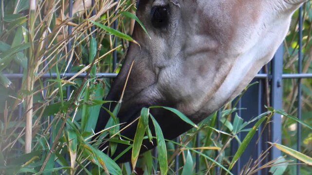 Close up view of an hungry okapi head picking weeds from the ground along a fence on a cloudy autumn day