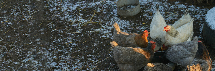 Group of chickens feeding outdoors in a snow-dusted farmyard setting during wintertime.