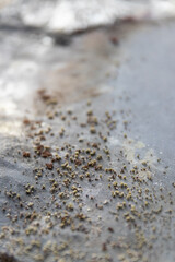 Small seedling debris scattered on wet stone, soft natural light and muted tones evoke calm