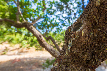 Fototapeta premium Mastic tree with mastic tears in Chios island, Greece.