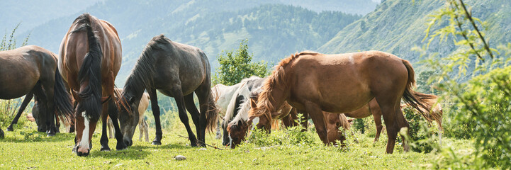 Wild horses grazing on lush mountain meadow under sunny sky with scenic hills in background.