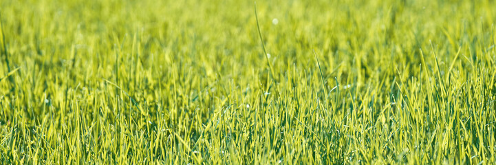 Lush green grass field with bright sunlight creating a serene and vibrant outdoor scene.