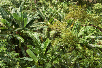 Lush green tropical jungle with dense banana trees and rich foliage under bright sunlight.