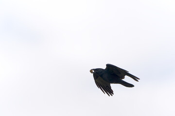Raven with chestnut in his beak up in the sky on a cloudy autumn day. Photo taken October 17th, 2025, Zurich Oberglatt, Switzerland.