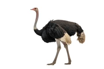 Majestic ostrich stands tall, a symbol of grace and resilience for wildlife documentaries, conservation campaigns, and educational resources
