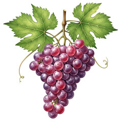 Fototapeta premium Red Grapes with Green Leaves and Tendrils fruit bunch of grapes