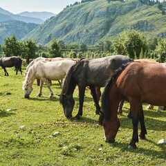 Horses grazing peacefully in scenic mountain pasture on sunny day.