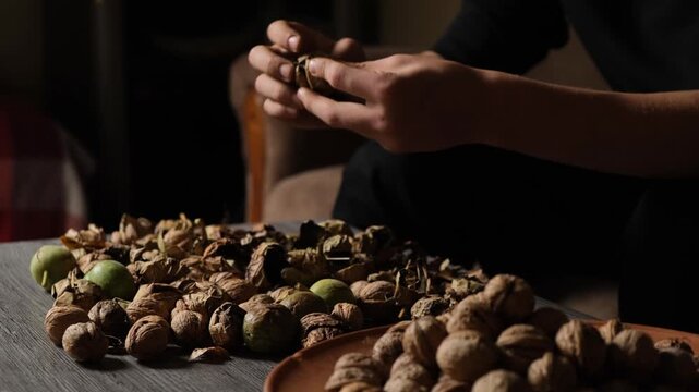 A young man under a lamp light peels the husk from ripe walnuts harvested the day before. Manual cleaning and placing whole walnuts into a plate. The health benefits of walnuts for the body.