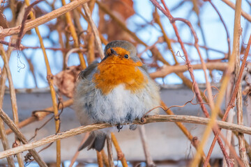 Cute bird the European Robin, Erithacus rubecula. sitting on the tree branch in winter.
