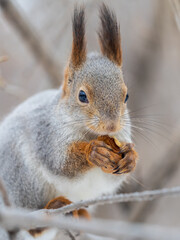 Obraz premium The squirrel with nut sits on tree in the winter or late autumn