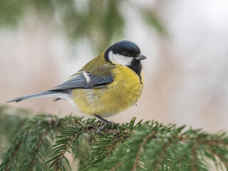 Cute bird Great tit, songbird sitting on the fir branch with snow in winter