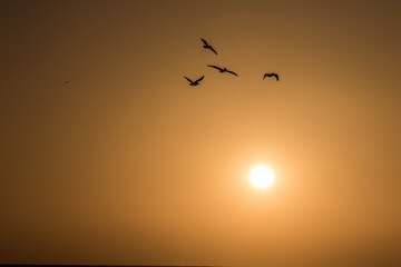 Silhouette birds flying on meadow autumn sunrise landscape background