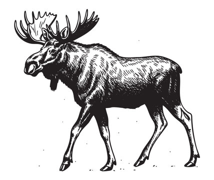 Black and white sketch of a moose with large antlers walking, showcasing detailed fur texture and strong body posture.