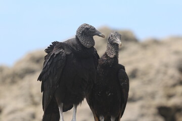 Black bird standing near water