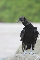 Black bird standing near water