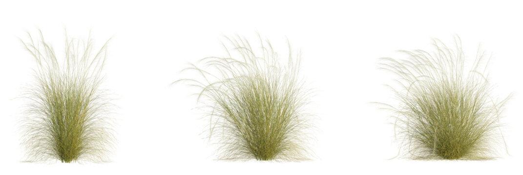 Nassella tenuissima tree, front view, cutout, transparent background, isolate, Ornamental pampas grass plumes set for landscaping and garden design