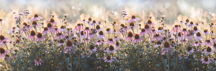 Rural autumn flowers in the light of the setting sun against a meadow backdrop. A beautiful pastel floral banner.