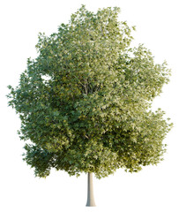 Fototapeta premium Fanxinus americana tree, front view, cutout, transparent background, isolate, Lush green maple tree brings nature's beauty to your design projects