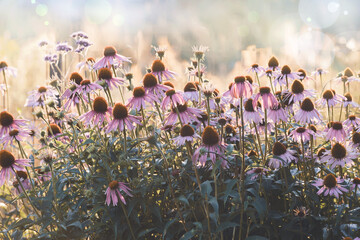 Floral background. Coneflower plants for dry flower beds. Gardening
