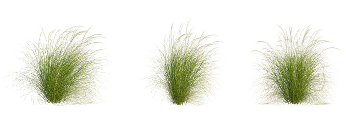 Nassella tenuissima tree, front view, cutout, transparent background, isolate, Ornamental grass...
